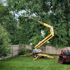 Best Tree Risk Assessment  in San Buenaventura, CA