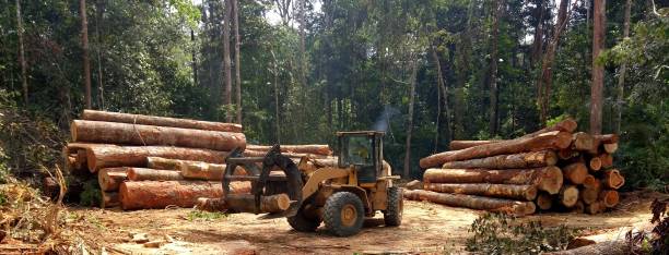 San Buenaventura, CA Tree Care Company